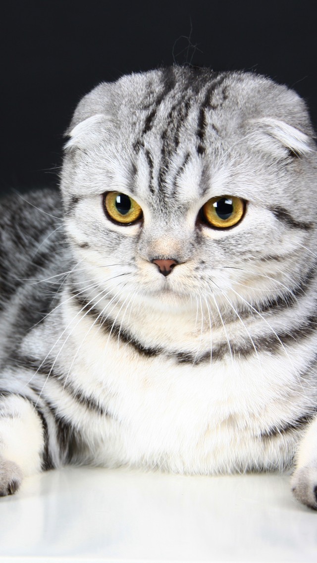 Scottish Fold, Cat, kitten, eyes, gray, wool, cute, animal, pet (vertical)