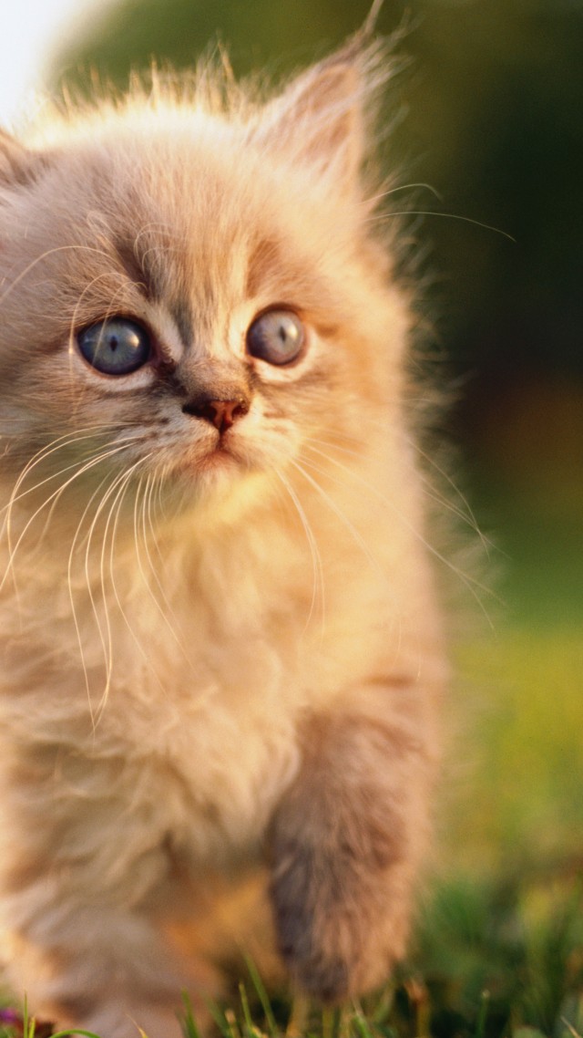 Cat, kitten, blue, eyes, gray, wool, cute, animal, pet, green grass, nature (vertical)