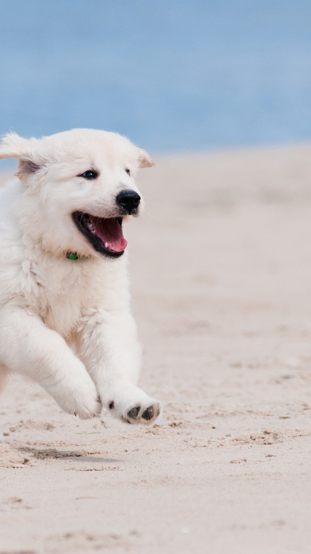 Dog, puppy, white, animal, pet, beach, sand, sea (vertical)