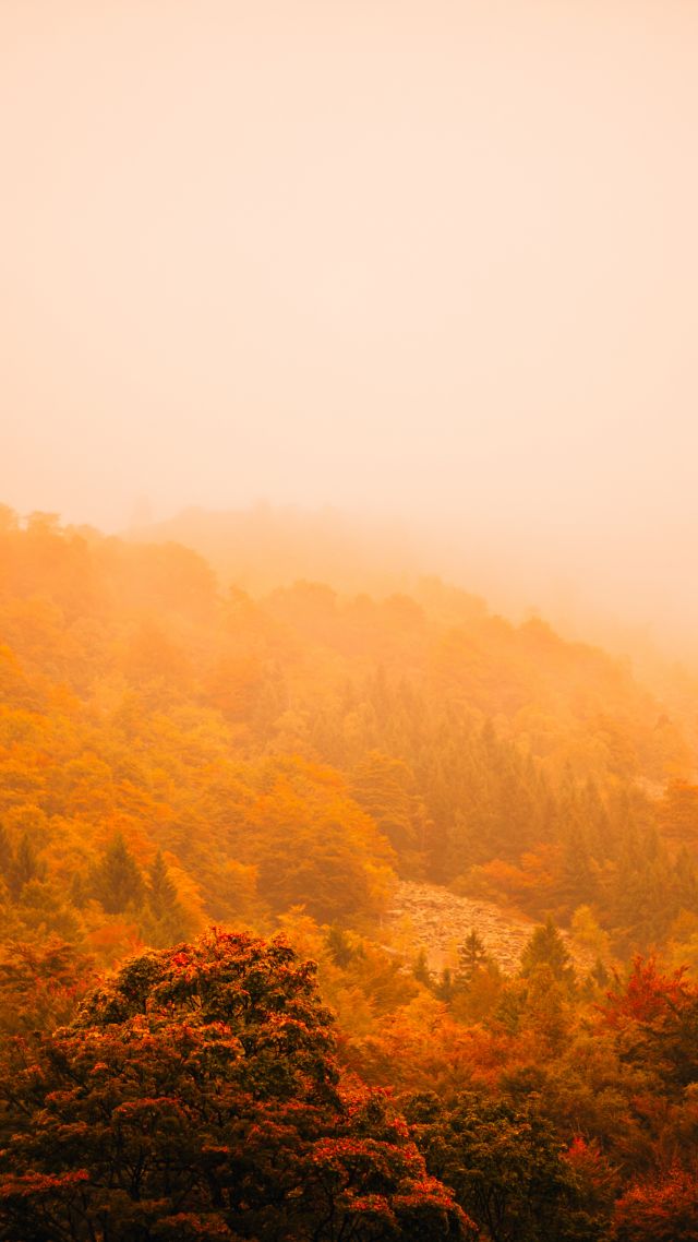 fog, autumn, forest, mountain, 5k (vertical)