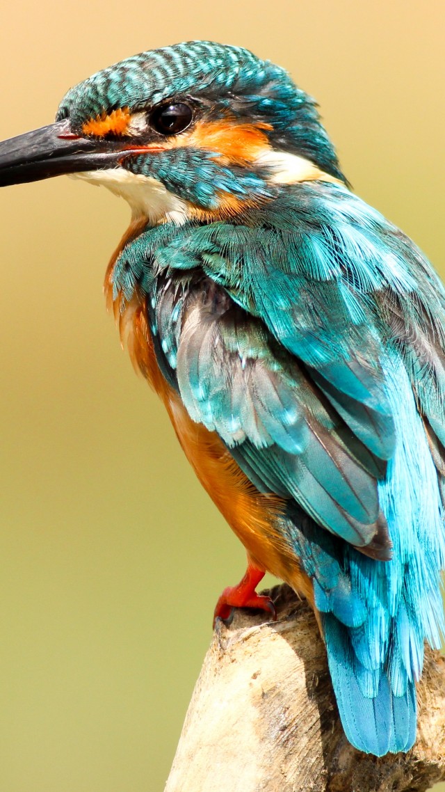 kingfisher, bird, 5k (vertical)