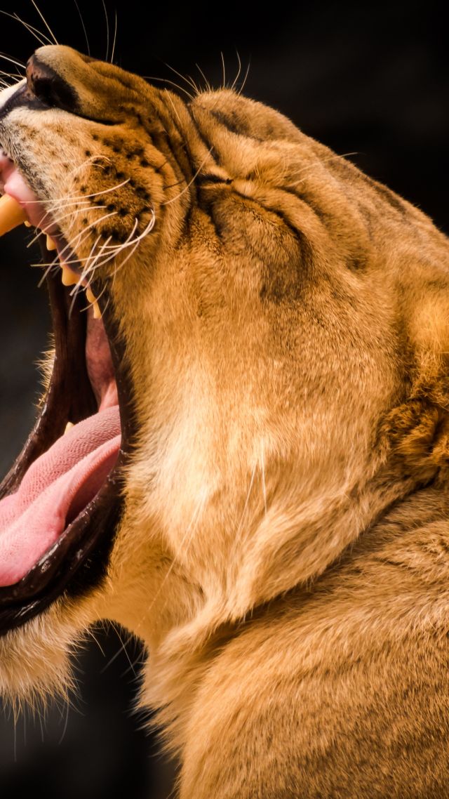 lion, roaring, 4k (vertical)