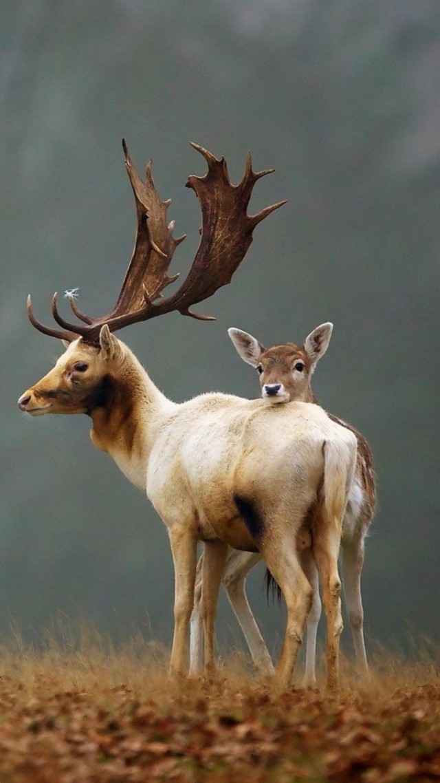 deer, cute animals, autumn, 4k (vertical)