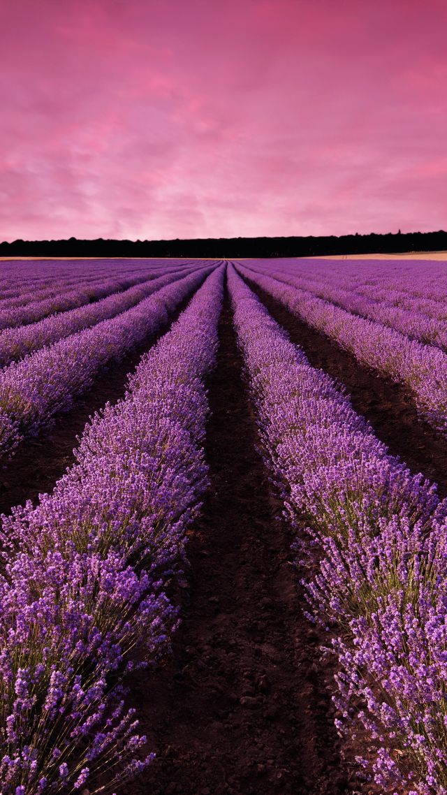 lavender, field, sky, mountain, Provence, France, Europe, 5k (vertical)