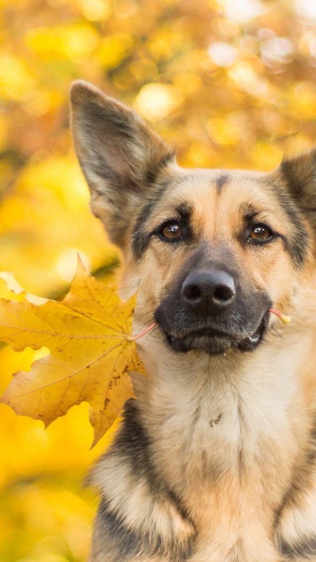 dog, cute animals, leaves, autumn, 4k (vertical)