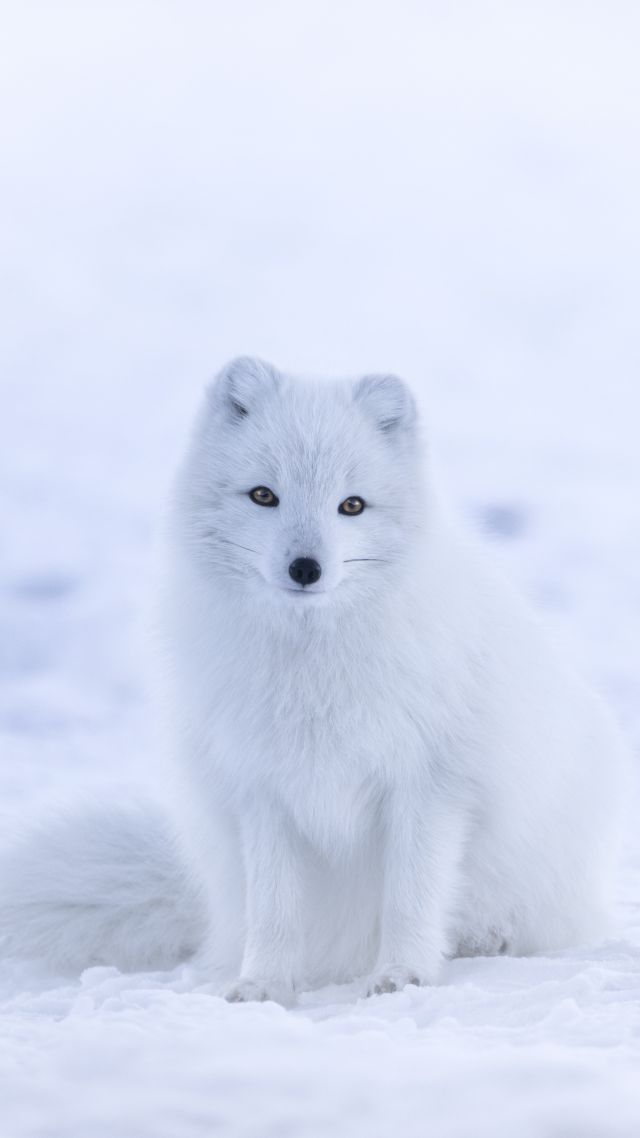 arctic fox, cute animals, winter, snow, white, 8k (vertical)