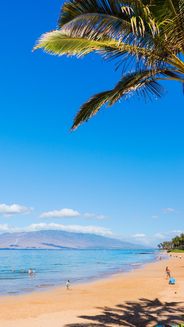 Maui, Hawaii, beach, ocean, coast, palm, sky, 5k (vertical)