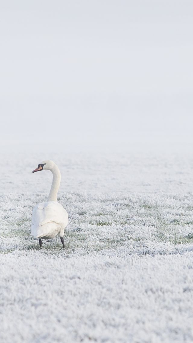 winter, swans, snow, 8k (vertical)