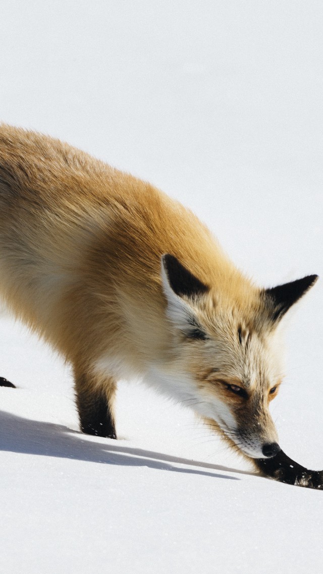 fox, cute animals, winter, snow, 5k (vertical)