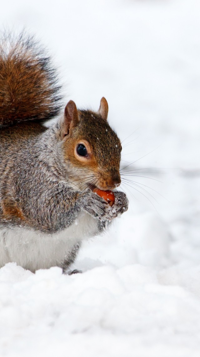 squirrel, cute animals, snow, winter, 4k (vertical)