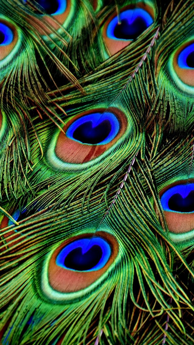 Stock Images peacock, feather, 4k, Stock Images #17014