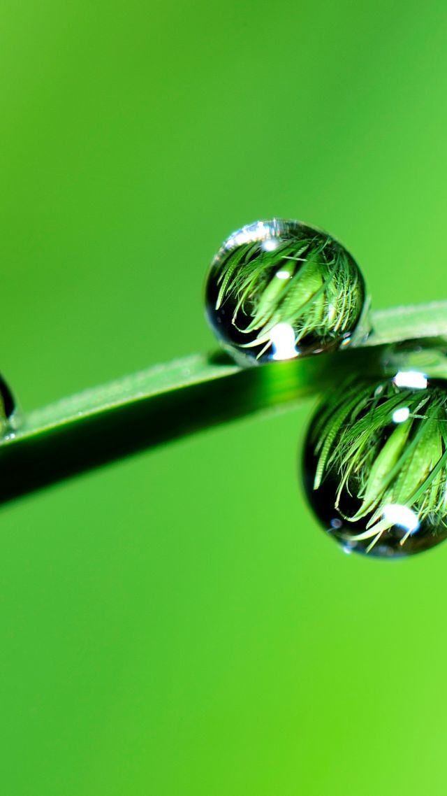 drops, grass, green, 4k (vertical)