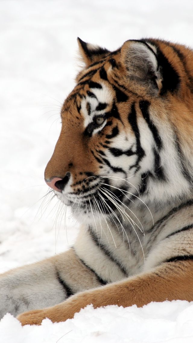 tiger, cute animals, snow, winter, 4k (vertical)