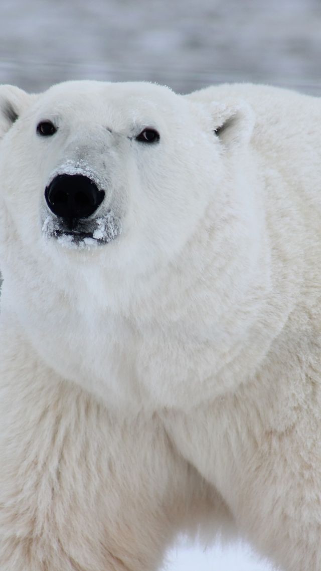 polar bear, cute animals, 4k (vertical)