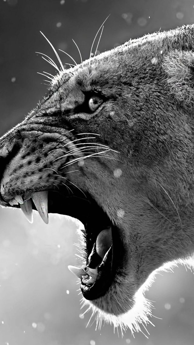 Wallpaper Lion Roaring 4k Animals 17115