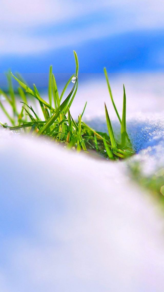 snow, winter, grass, 4k (vertical)
