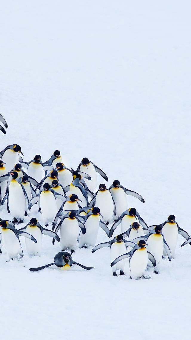 penguins, snow, winter, 4k (vertical)