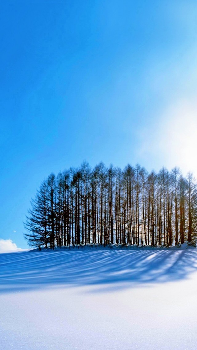 trees, sky, snow, winter, 4k (vertical)