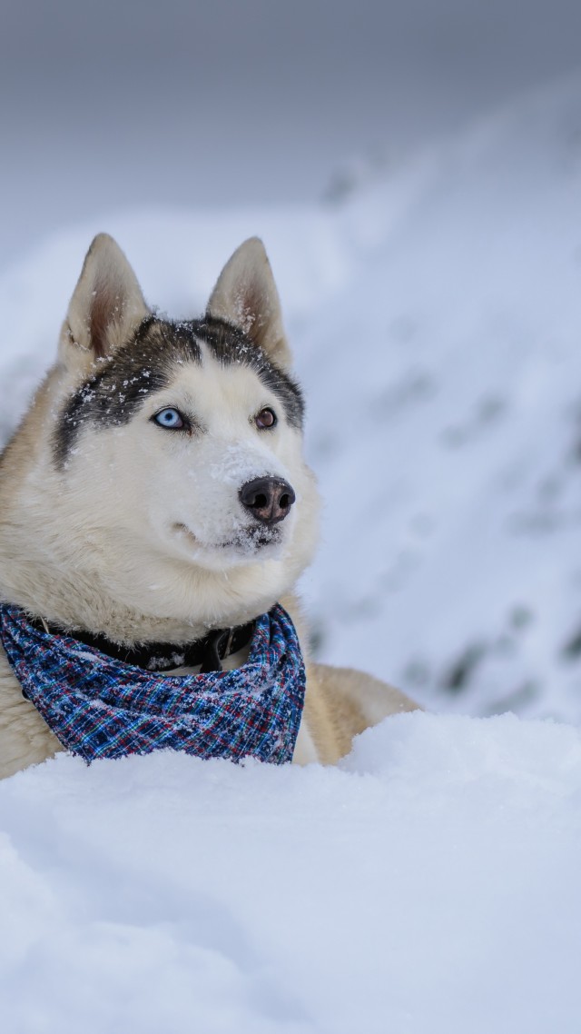 dog, husky, cute animals, snow, winter, 5k (vertical)