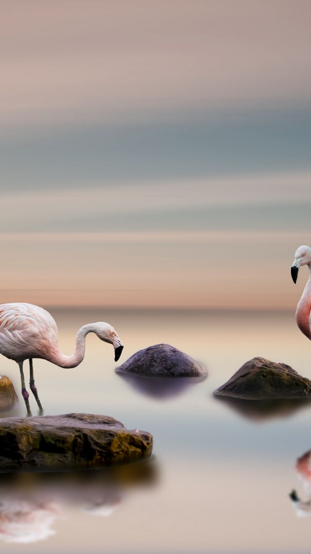 flamingo, bird, ocean, 5k (vertical)