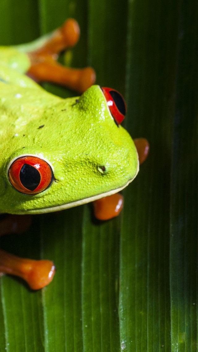 frog, green, 4k (vertical)