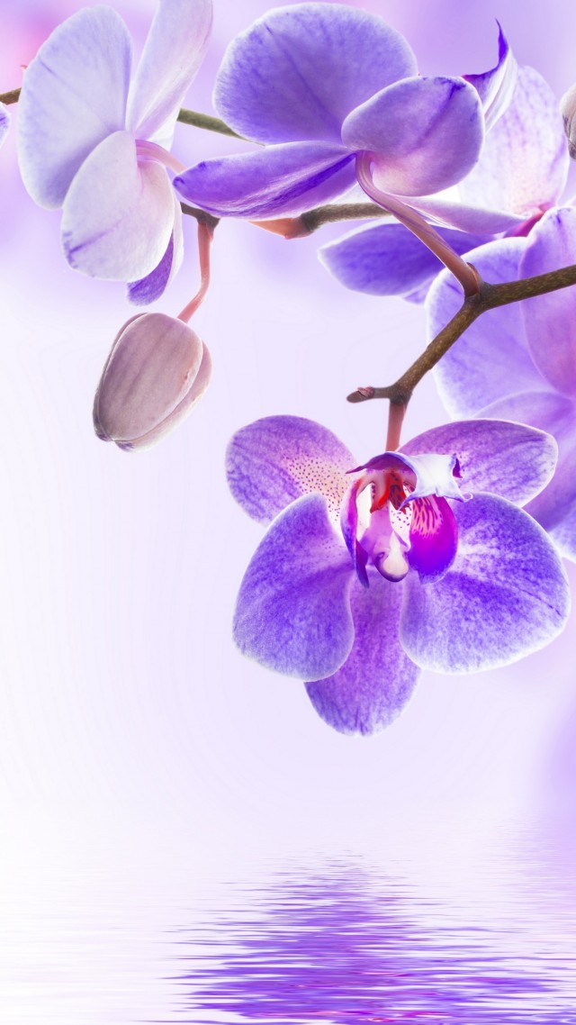 orchid, flower, 4k (vertical)