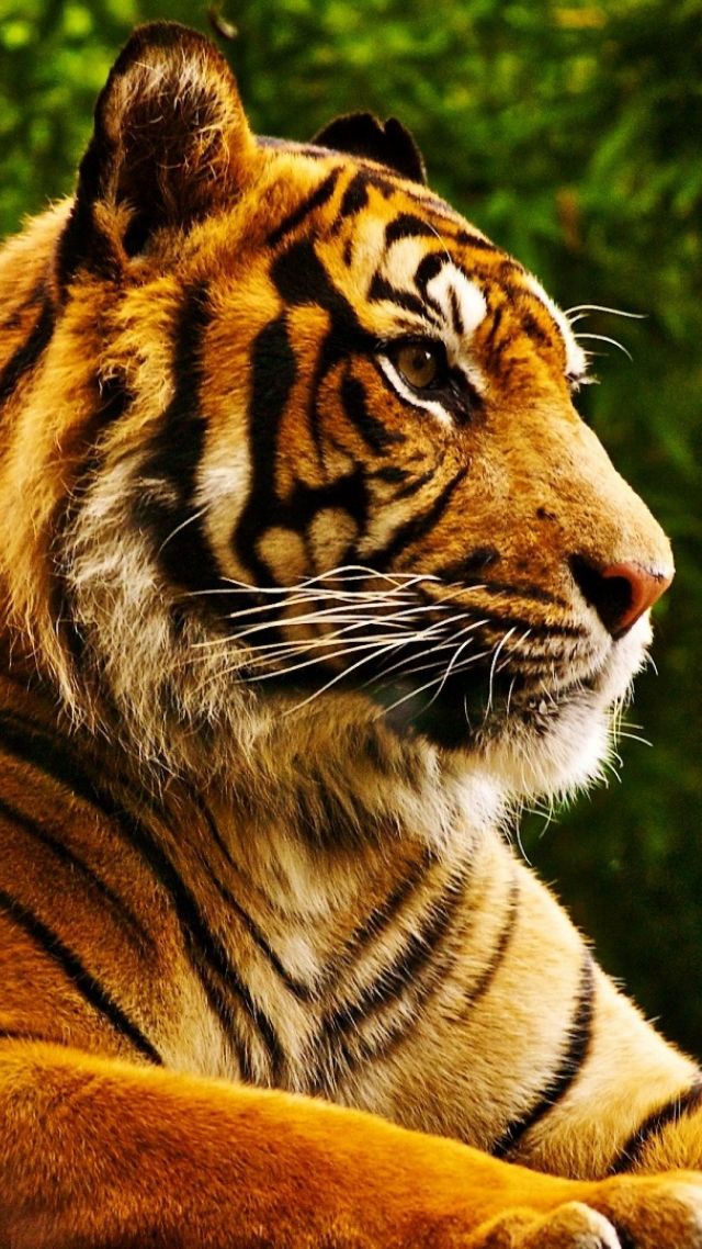 tiger, cute animals, 4k (vertical)