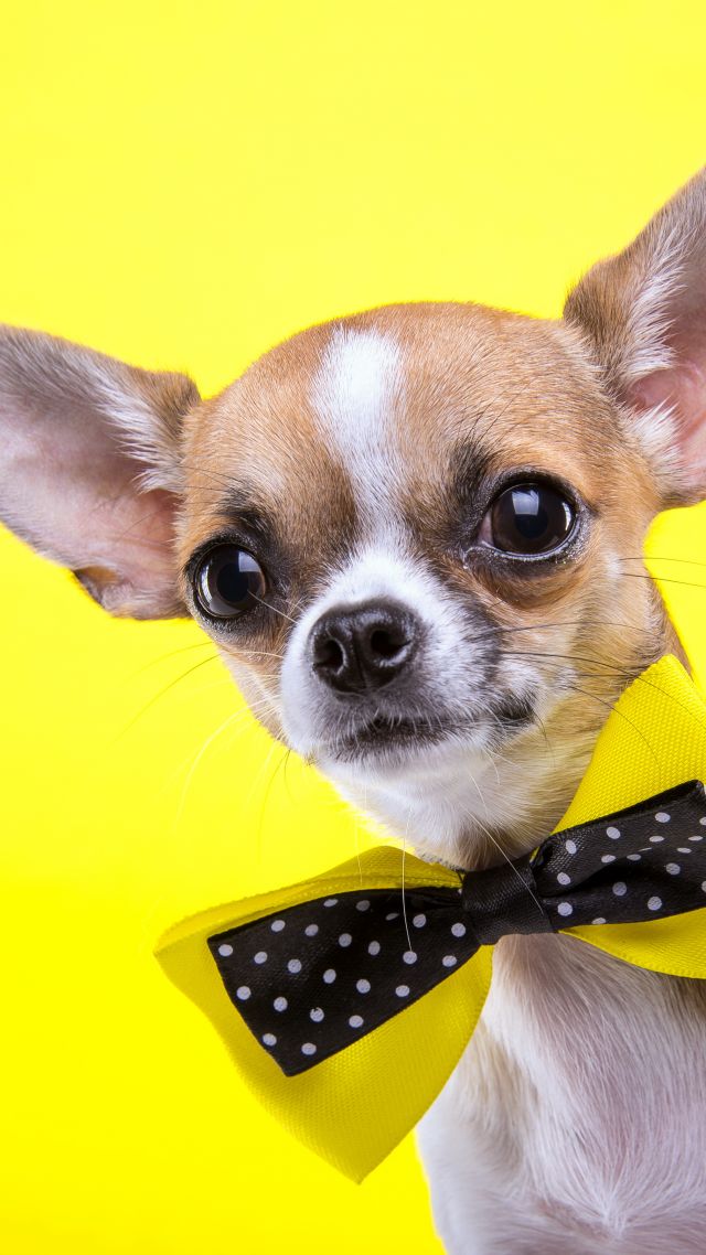 Chihuahua, dog, cute animals, yellow, 5k (vertical)