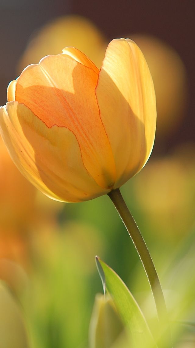flowers, tulips, yellow, spring, HD (vertical)