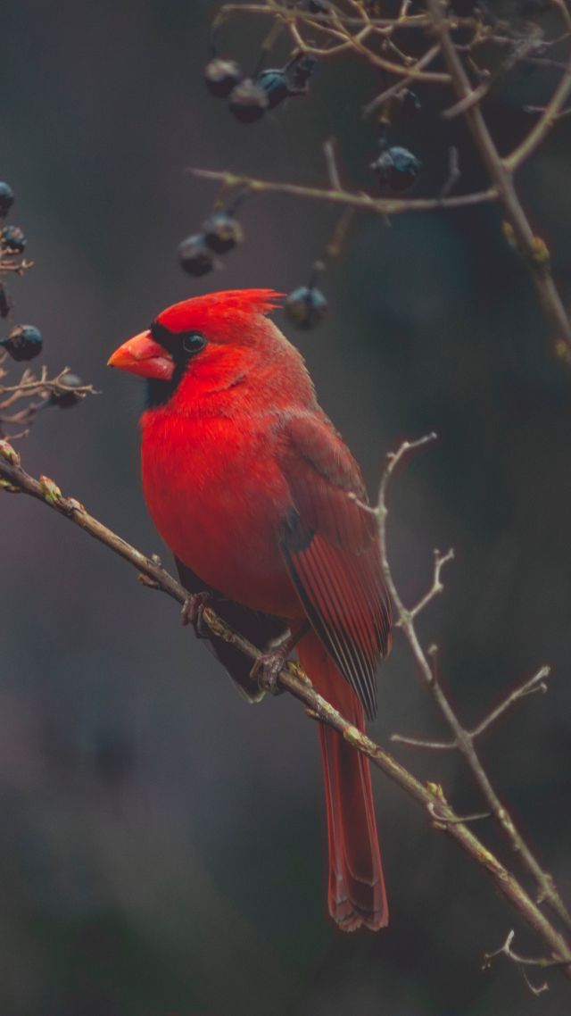 Cardinal, Red bird, bird, 4K (vertical)