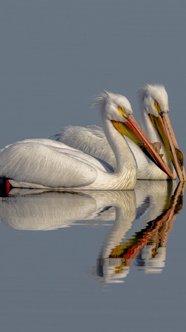 Pelican, bird, reflection, 4K (vertical)