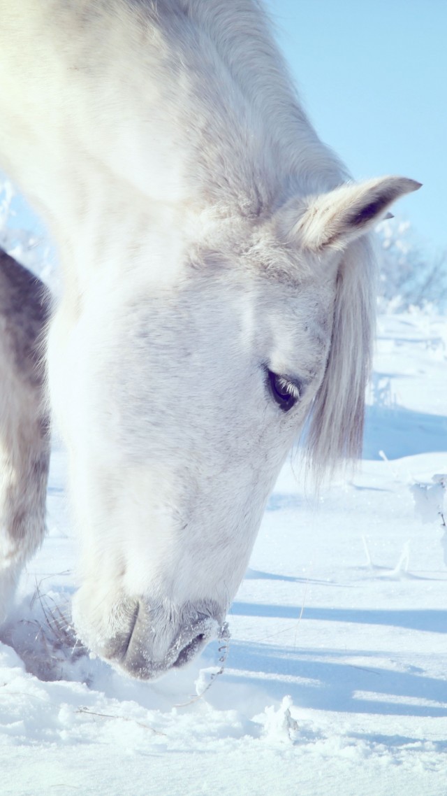 Horse, hooves, mane, white, snow, winter, close (vertical)