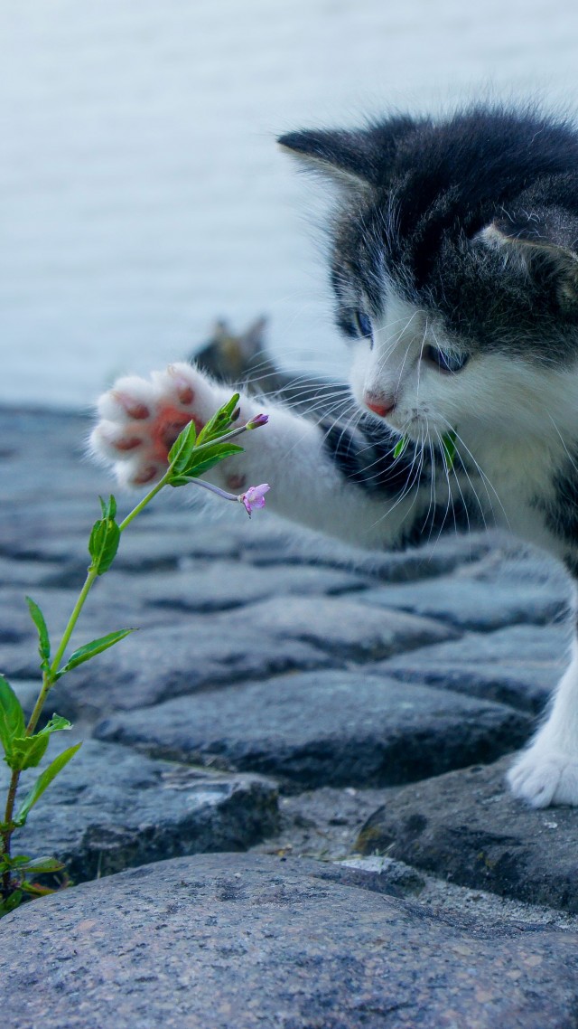 Kitten, funny animals, flower, 4K (vertical)