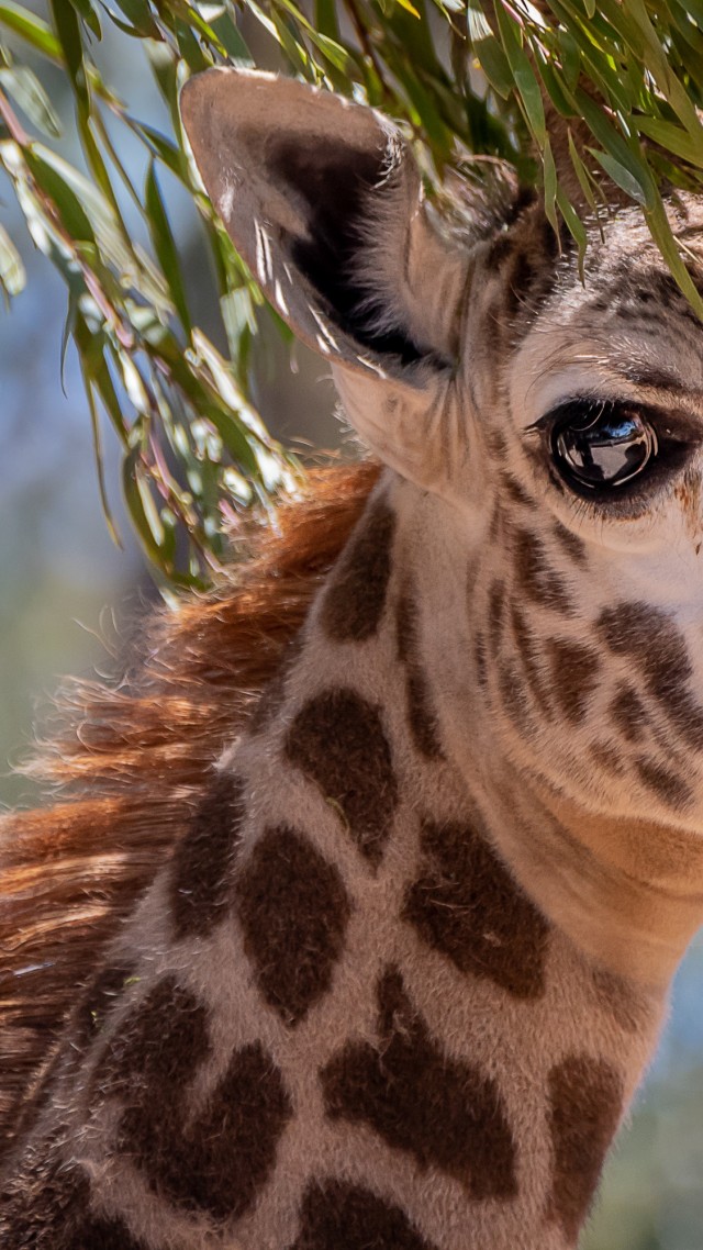 Giraffe, cute animals, 4K (vertical)