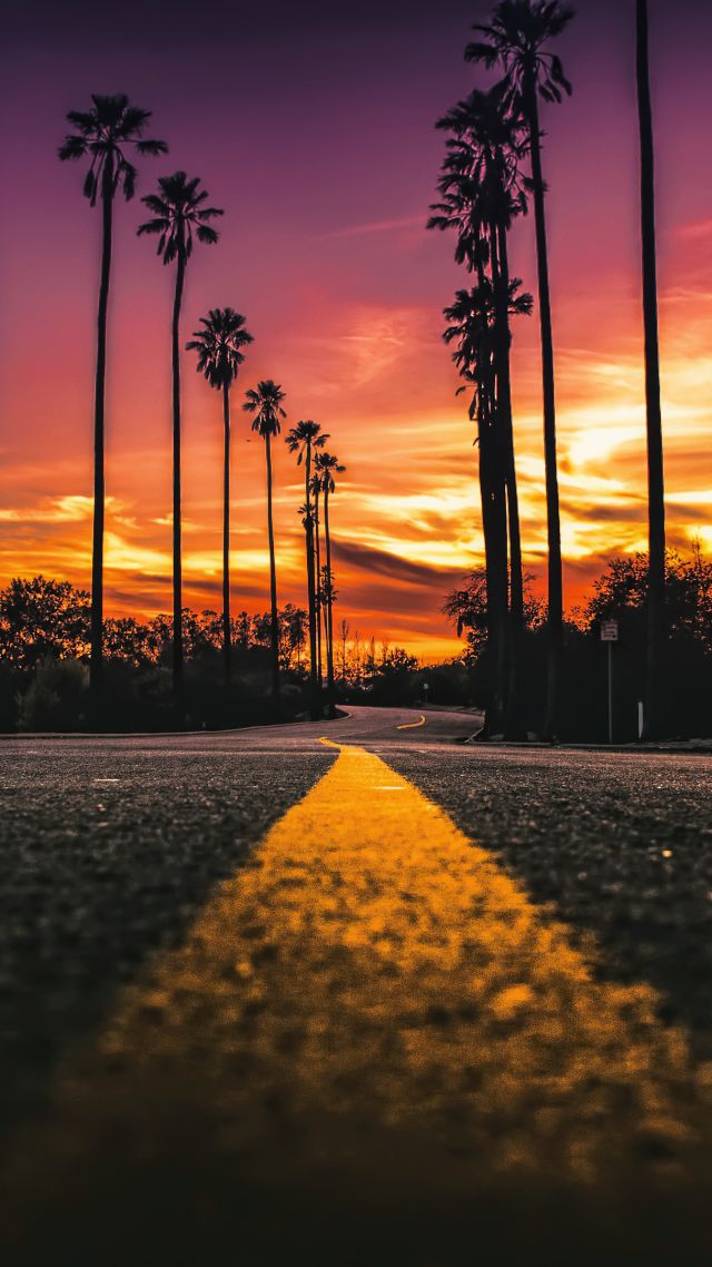 Los Angeles, California, road, palms, sunset, 4K (vertical)