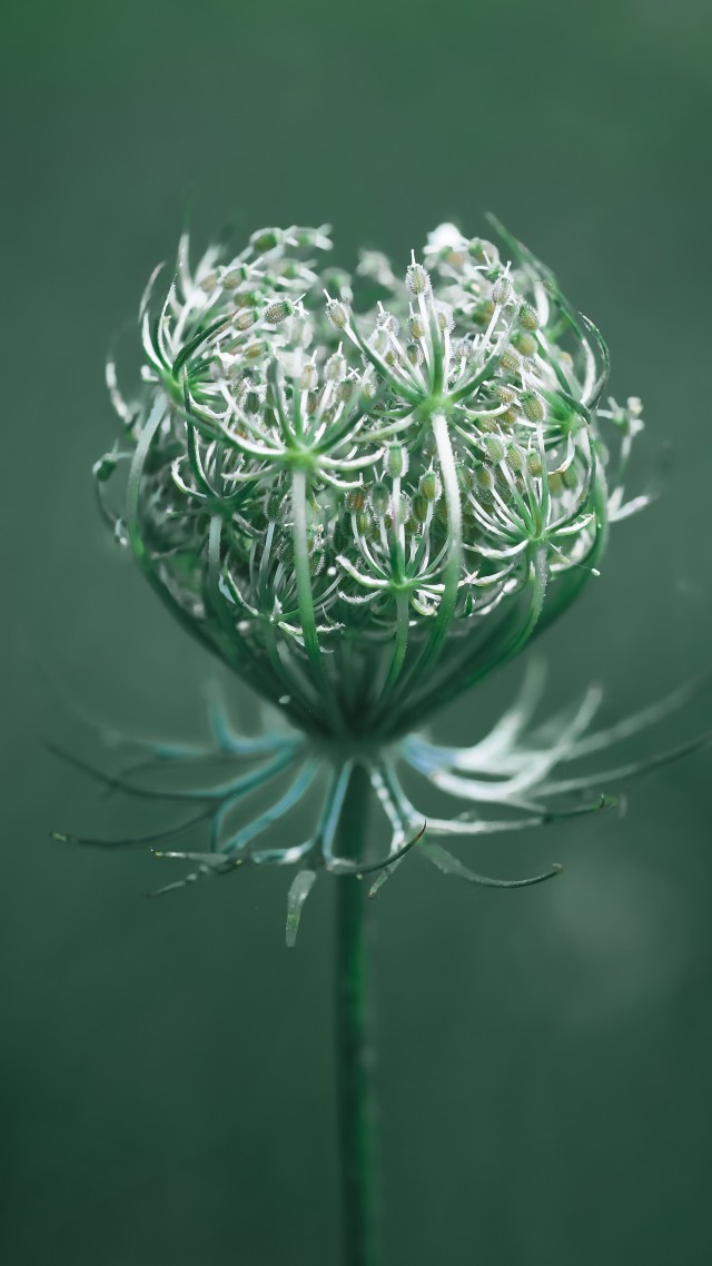 flower, green, macro, 10K (vertical)