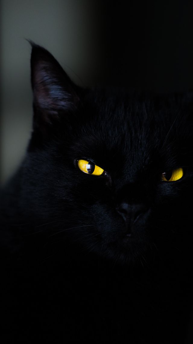 cat, black, yellow, eyes, 4K (vertical)