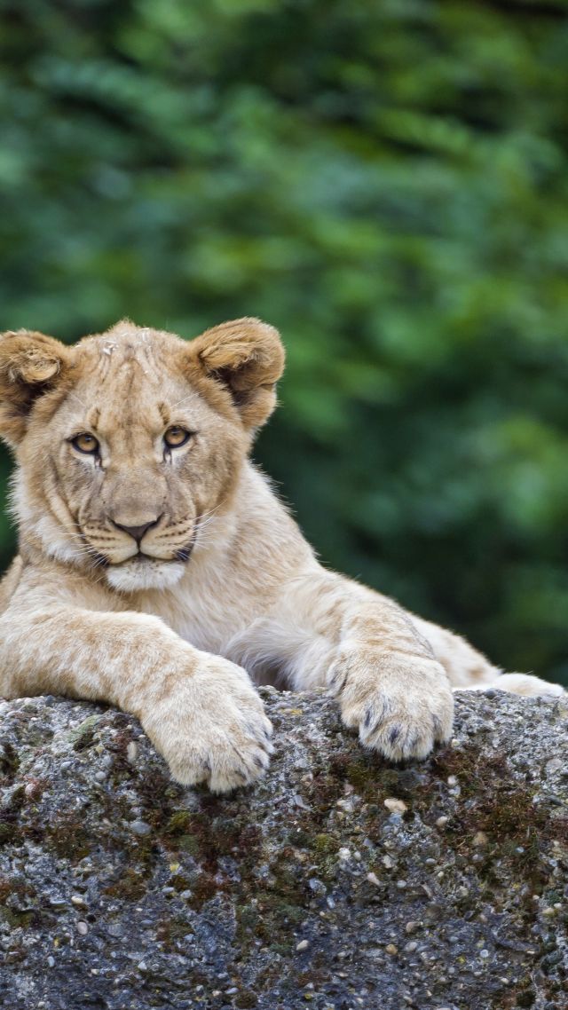 lion, cute animals, 4K (vertical)