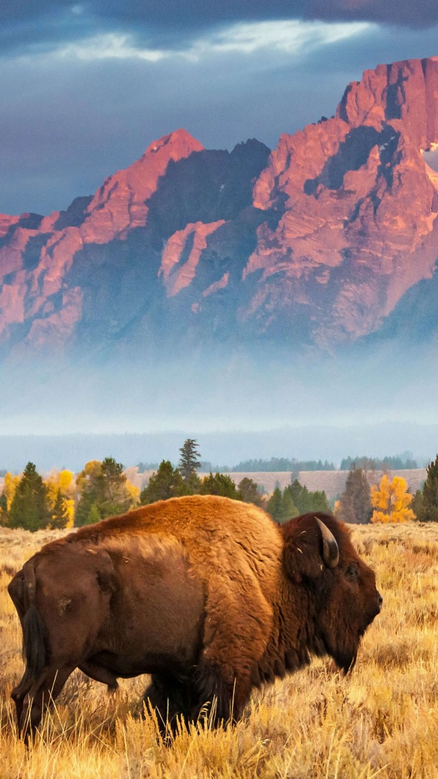 bison, Grand Teton National Park, Wyoming, USA, Bing, Microsoft, 4K (vertical)