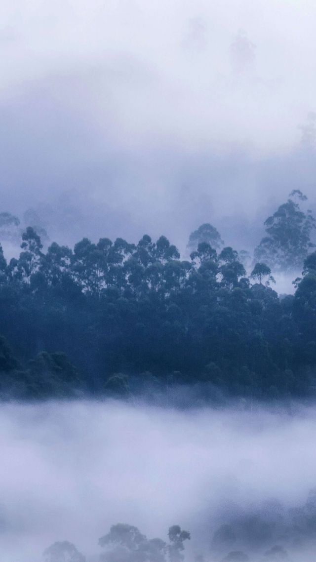 forest, mist, Munnar, Kerala, Bing, Microsoft, 5K (vertical)