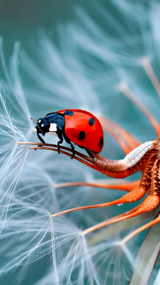 ladybug, red, flower, 5K (vertical)