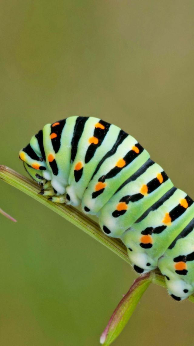 caterpillar, green, leaves, 4K (vertical)