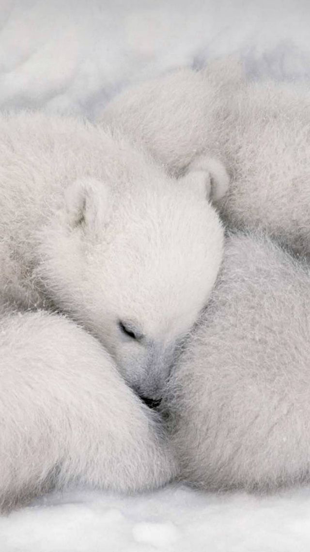 white bear, white, bear, cute animals, HD (vertical)