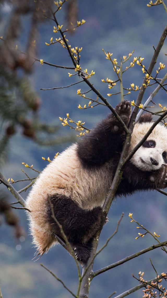 panda, cute animals, 4K (vertical)