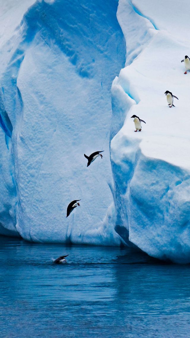penguin, ice, winter, 5K (vertical)