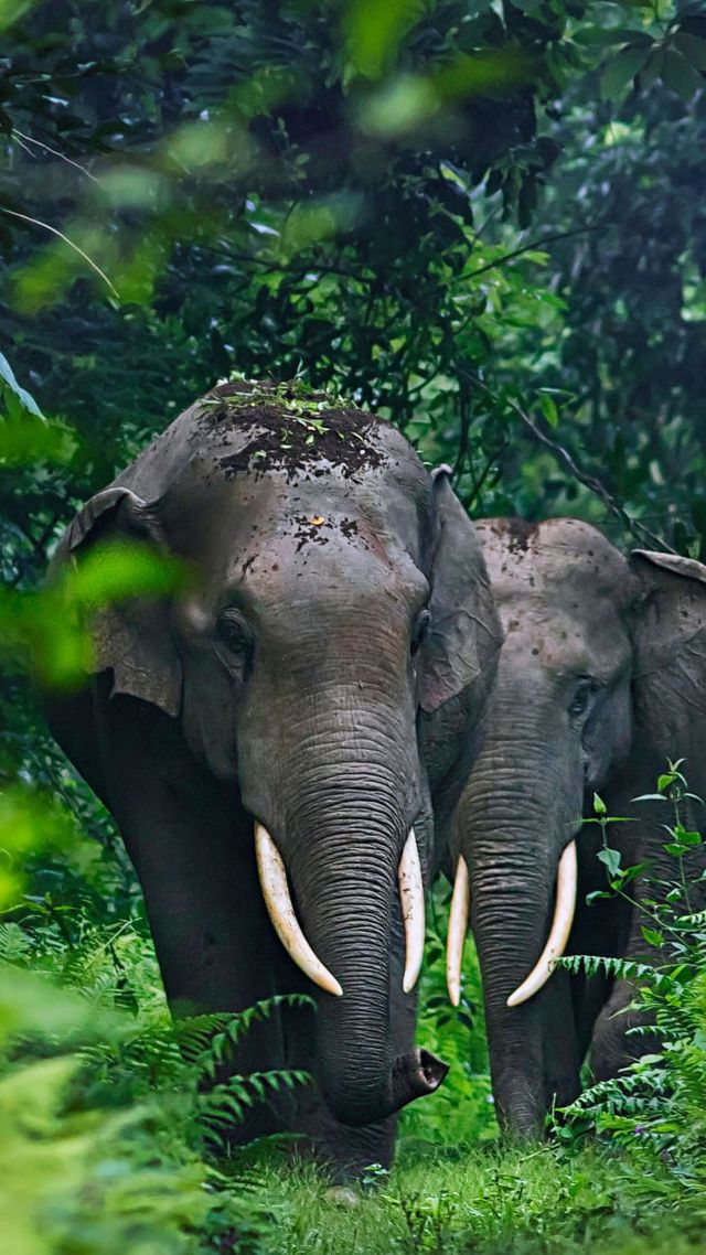 elephant, cute animals, jungle, 4K (vertical)