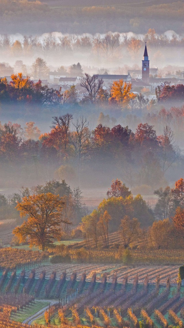 Europe, autumn, fog, trees, 8K (vertical)