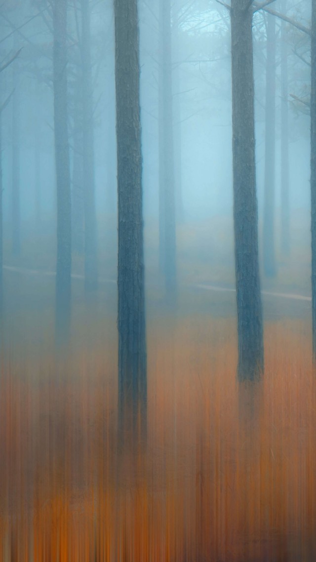 forest, trees, fog, 5K (vertical)
