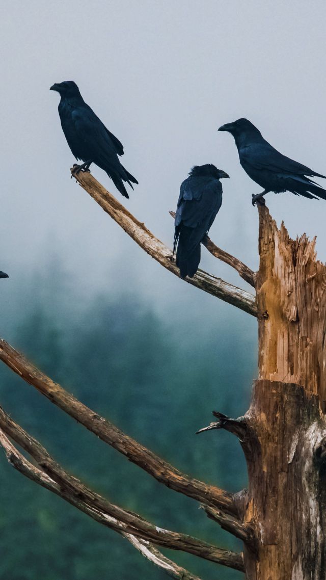 raven, trees, fog, 5K (vertical)