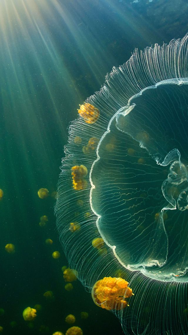 jellyfish, underwater, 8K (vertical)